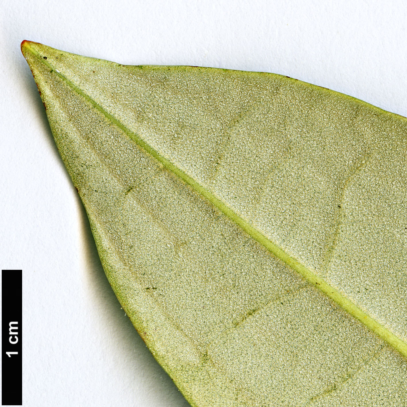 High resolution image: Family: Ericaceae - Genus: Rhododendron - Taxon: argyrophyllum - SpeciesSub: subsp. hypoglaucum